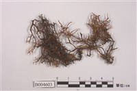 藏品(樹花屬)的圖片